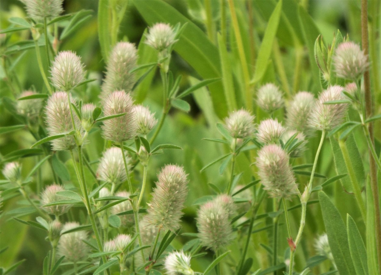 Клевер Пашенный