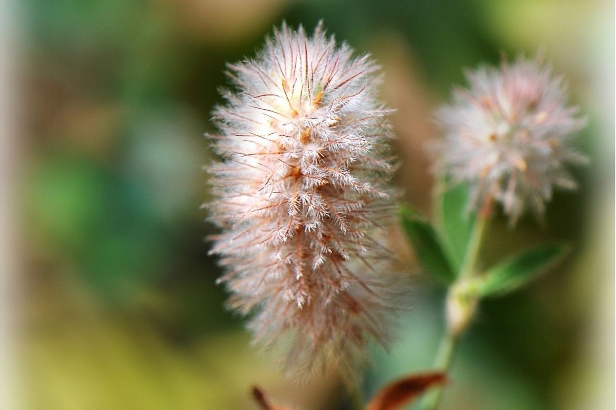 Клевер Пашенный (Trifolium arvense). Клевер Пашенный