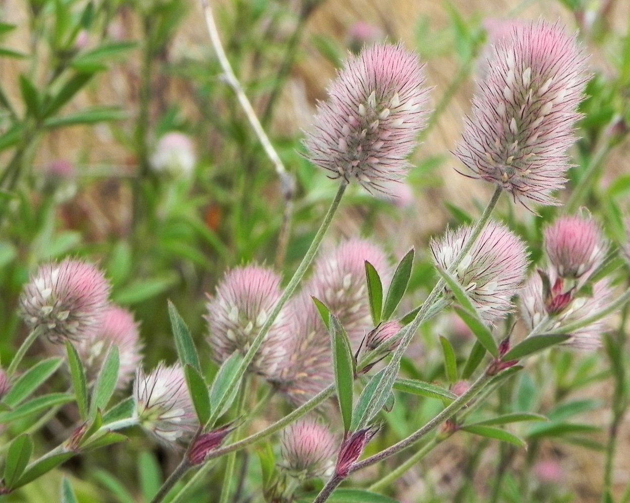 Растение Клевер полевой (Пашенный)