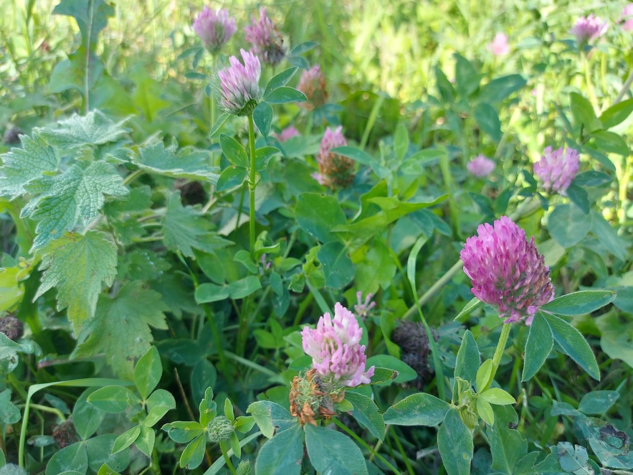 Клевер Пашенный