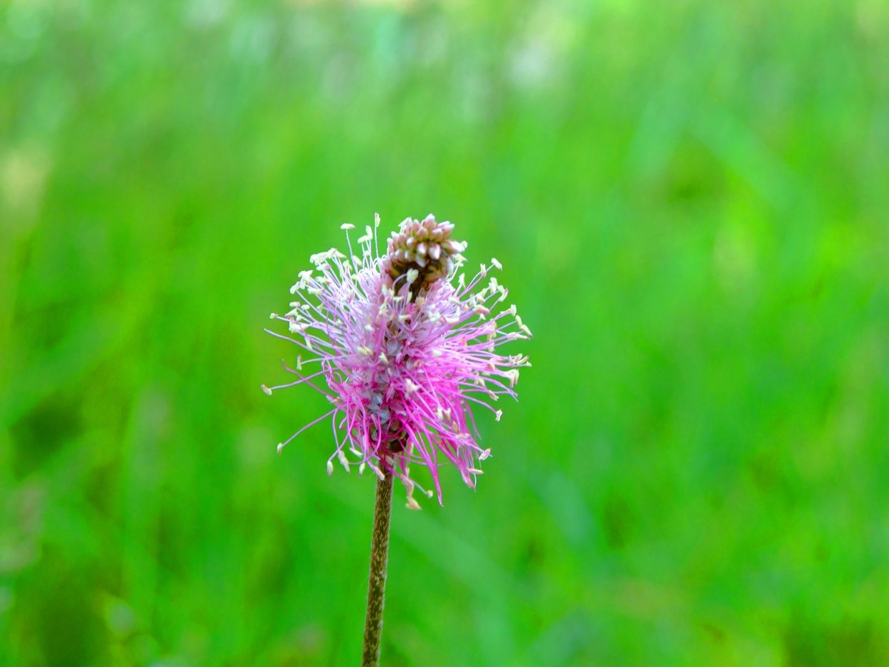 Клевер Витязь Луговой