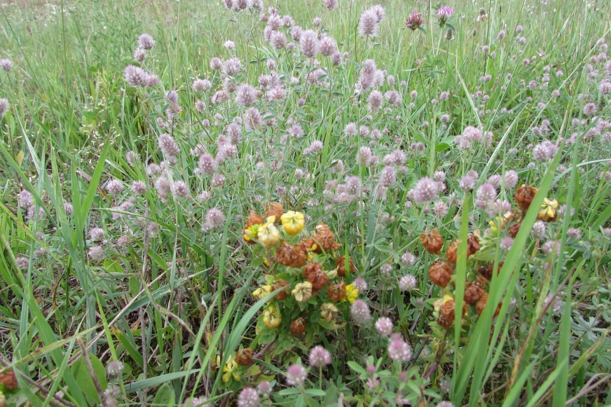 Клевер горный Пашенный