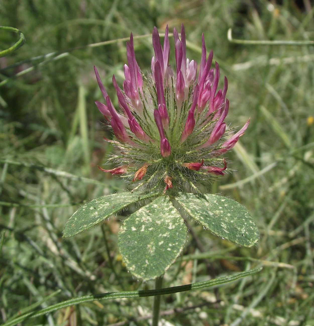 Клевер Пашенный (котики) Trifolium arvense
