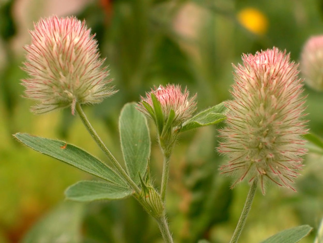 Клевер Пашенный (Trifolium arvense). Клевер Пашенный