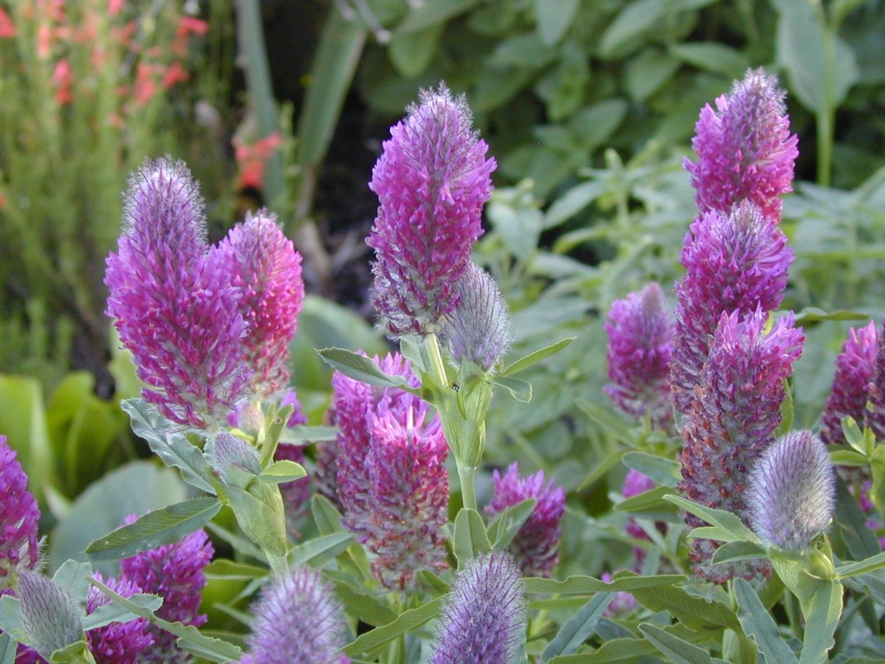 Клевер Пашенный