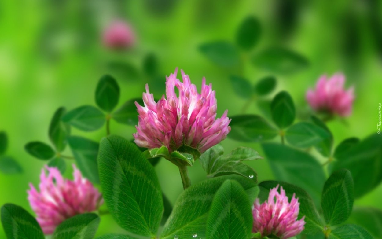 Зельнь пушистая цветок