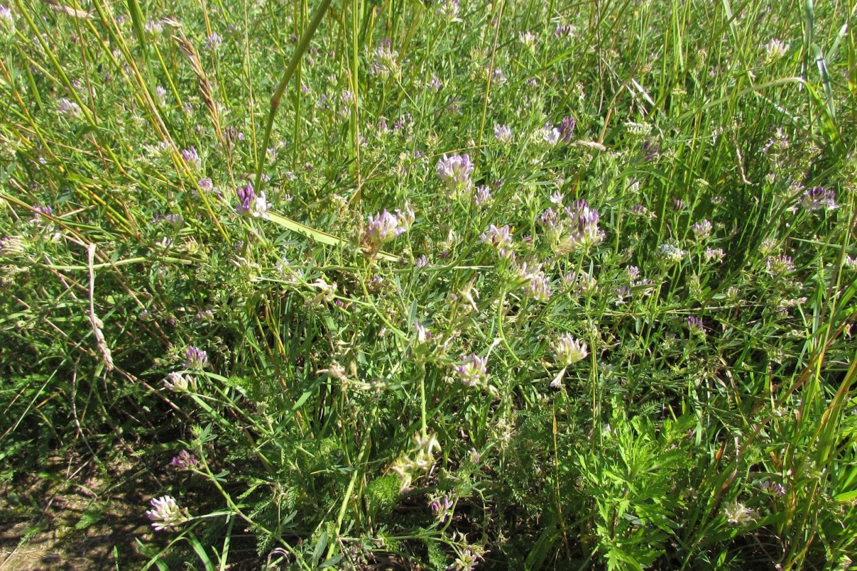 Трава с розовыми соцветиями