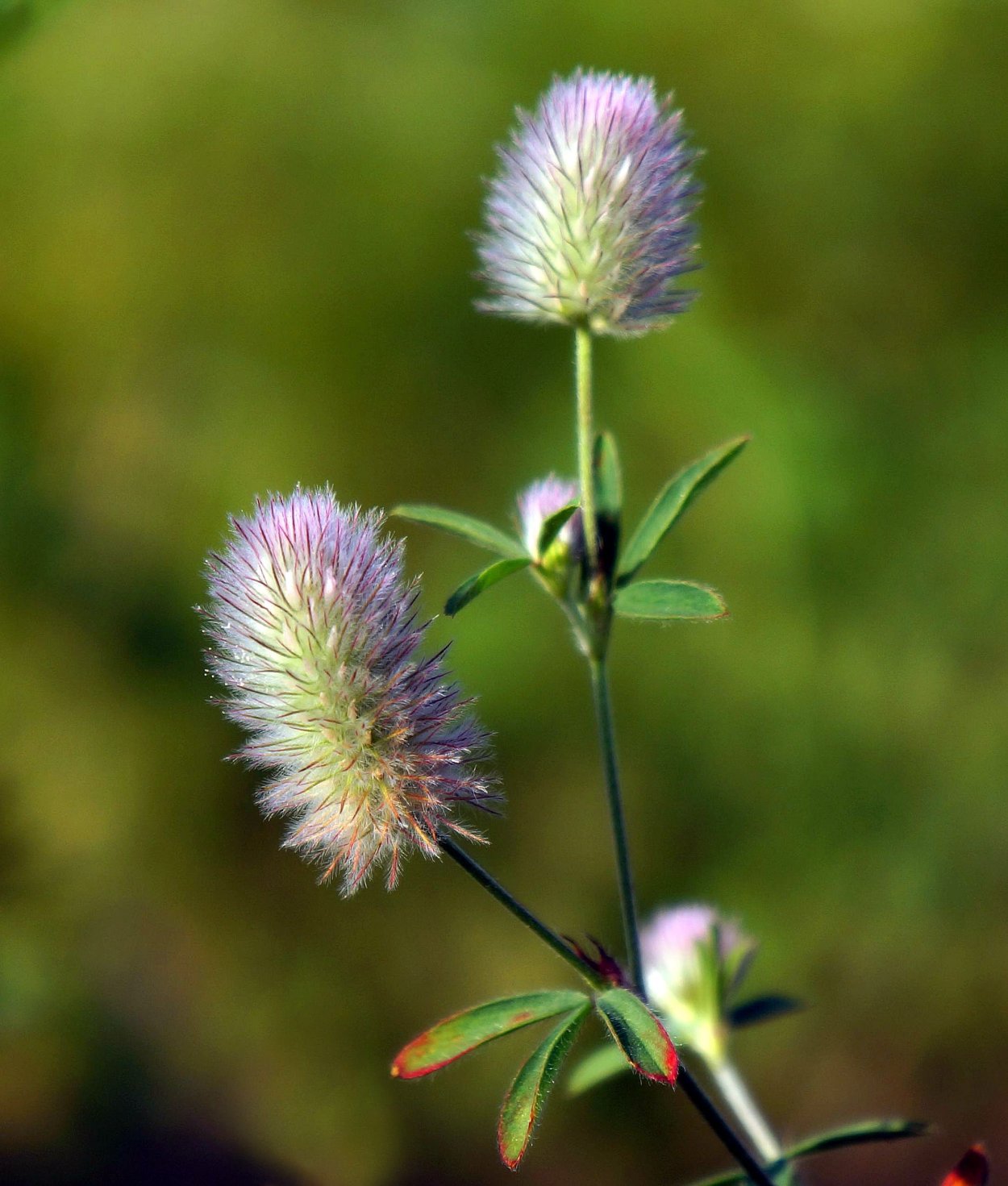 Клевер Пашенный (Trifolium arvense)