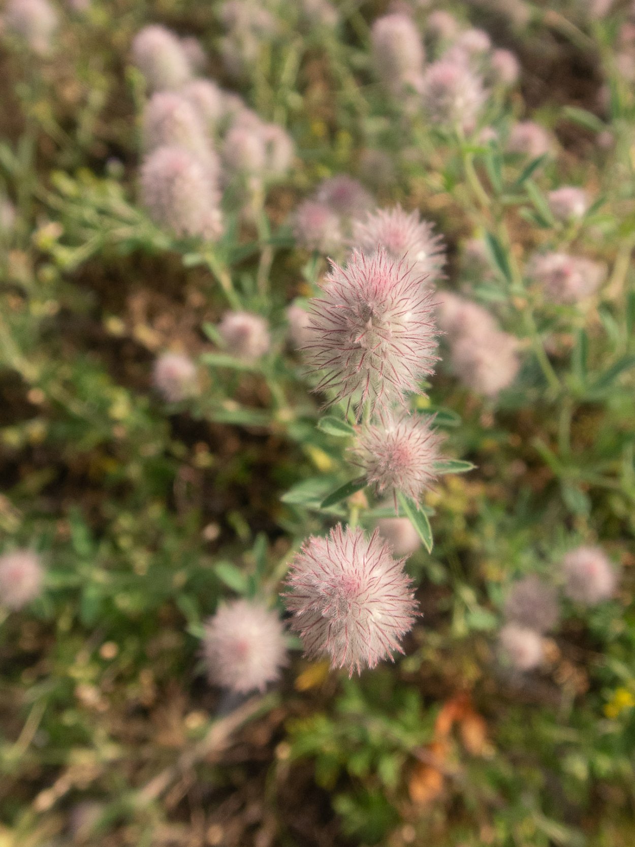 Trifolium hirtum all. — Клевер мохнатый