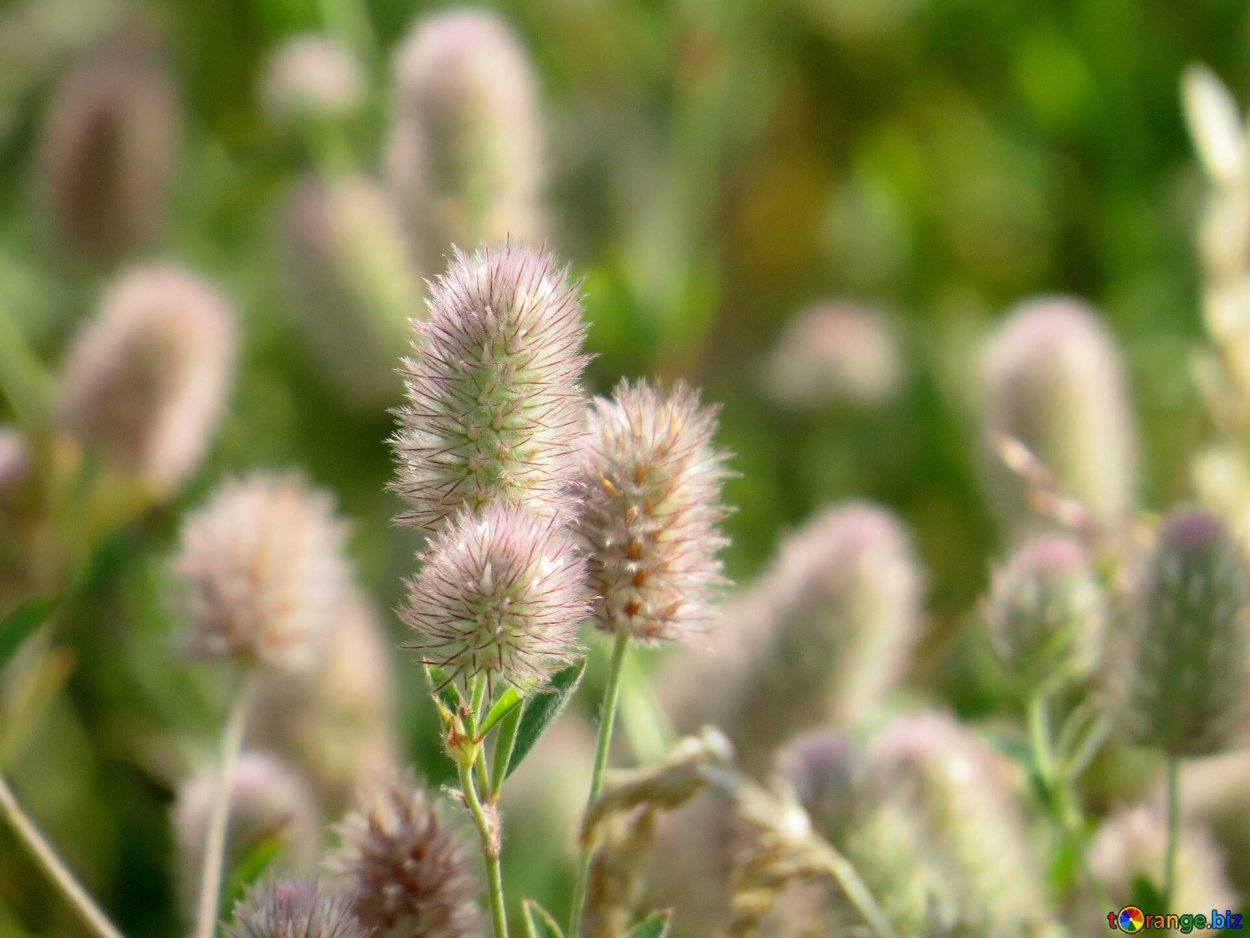 Пушистое растение