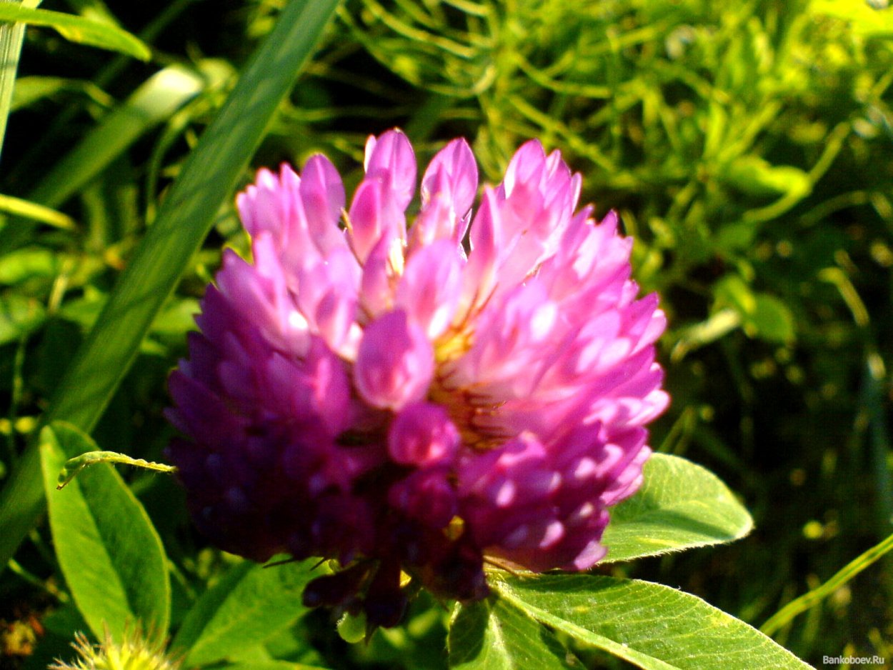 Клевер мохнатый