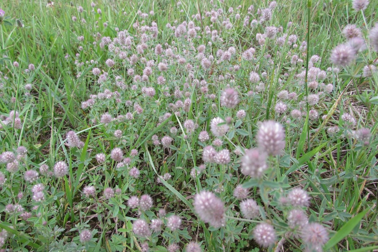 Клевер Пашенный сухоцвет