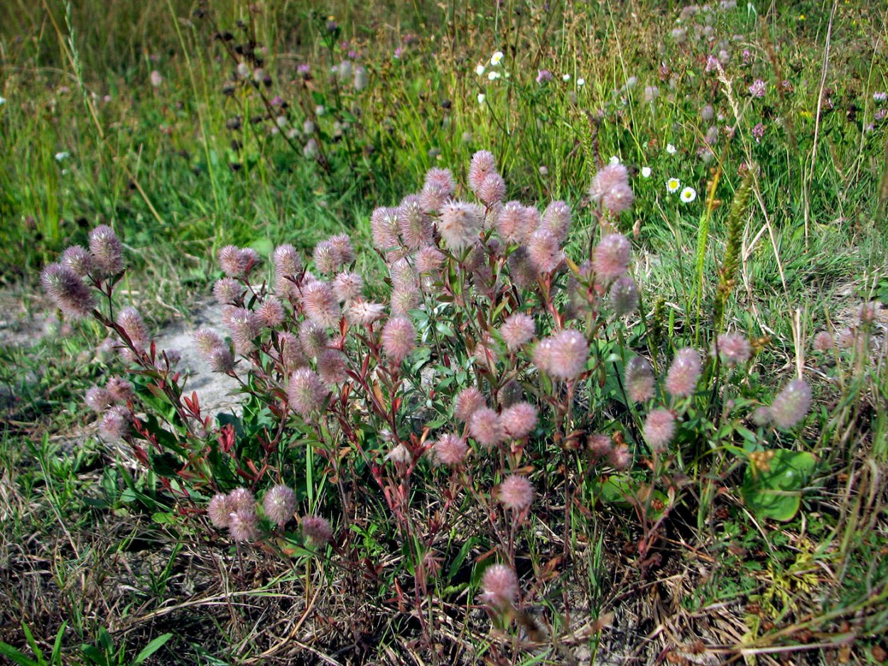 Клевер Пашенный (Trifolium arvense)