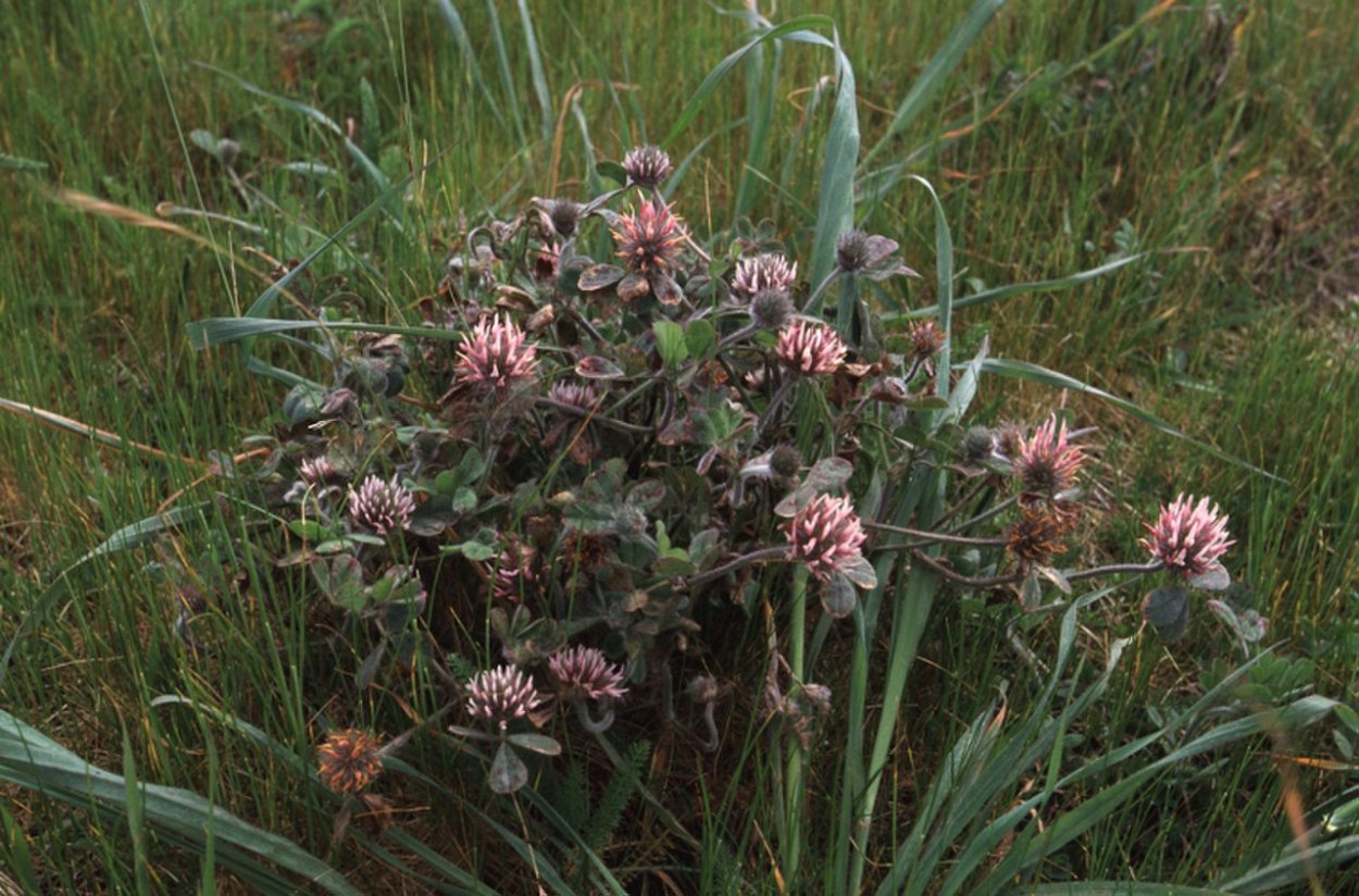 Клевер пунцовый (Trifolium incarnatum)