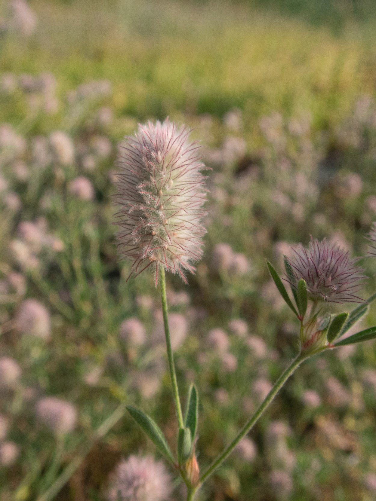 Клевер Пашенный