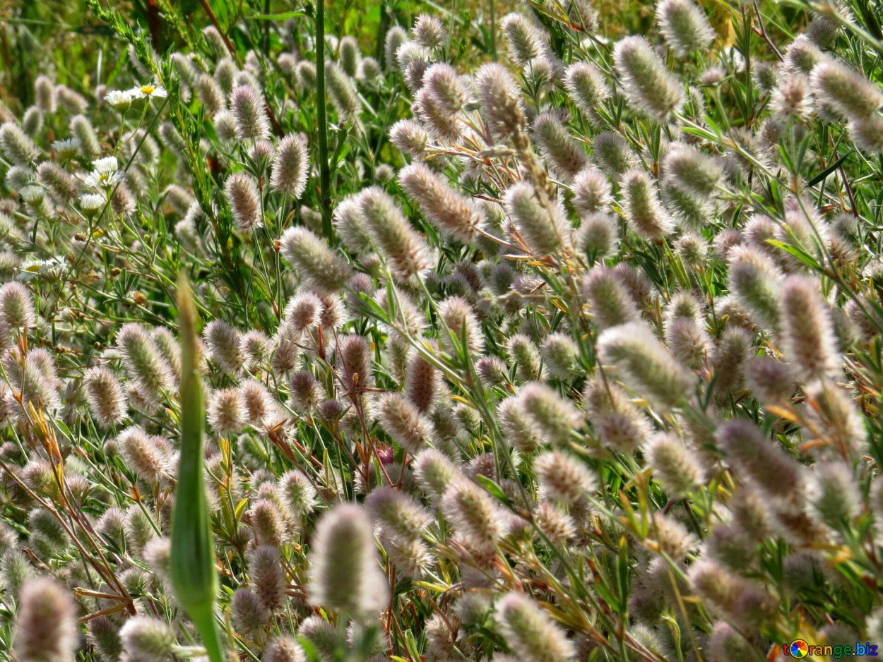 Клевер Пашенный стебель