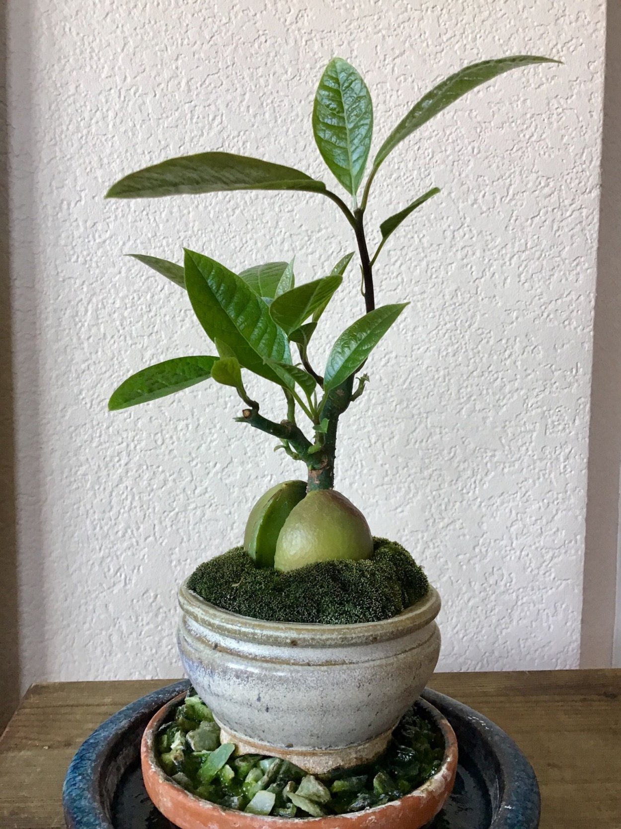 Авокадо комнатное растение