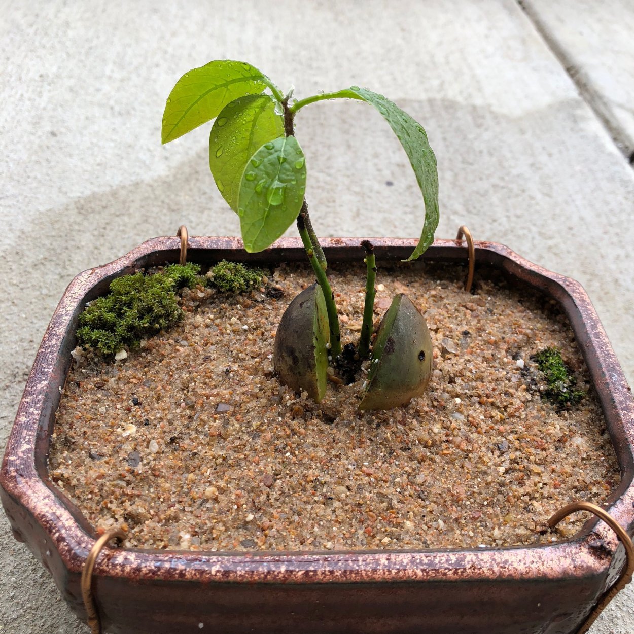 Авокадо дерево