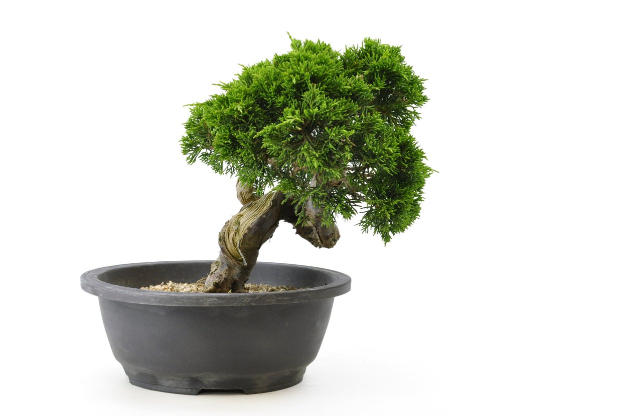 Фикус Фолия