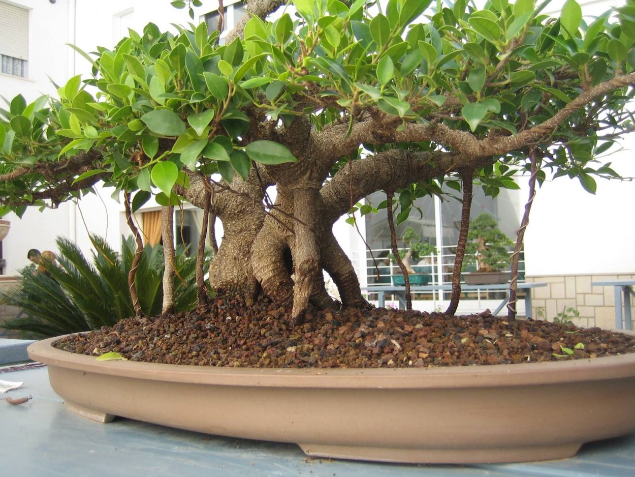 Мамэ бонсай