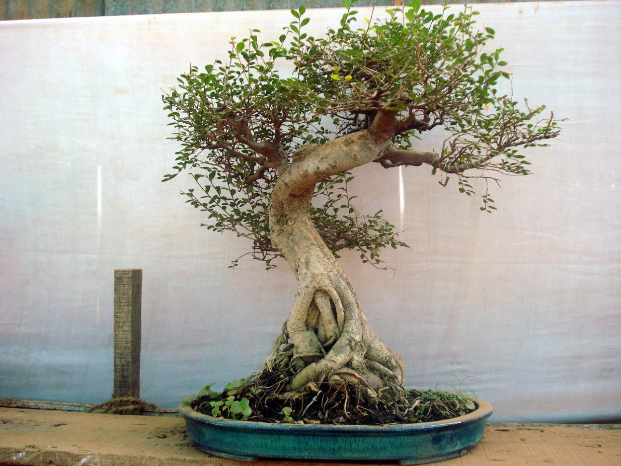 Дерево авокадо бонсай