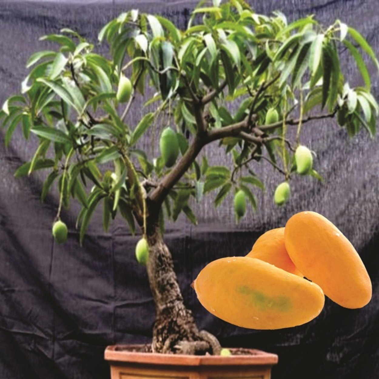 Авокадо бонсай