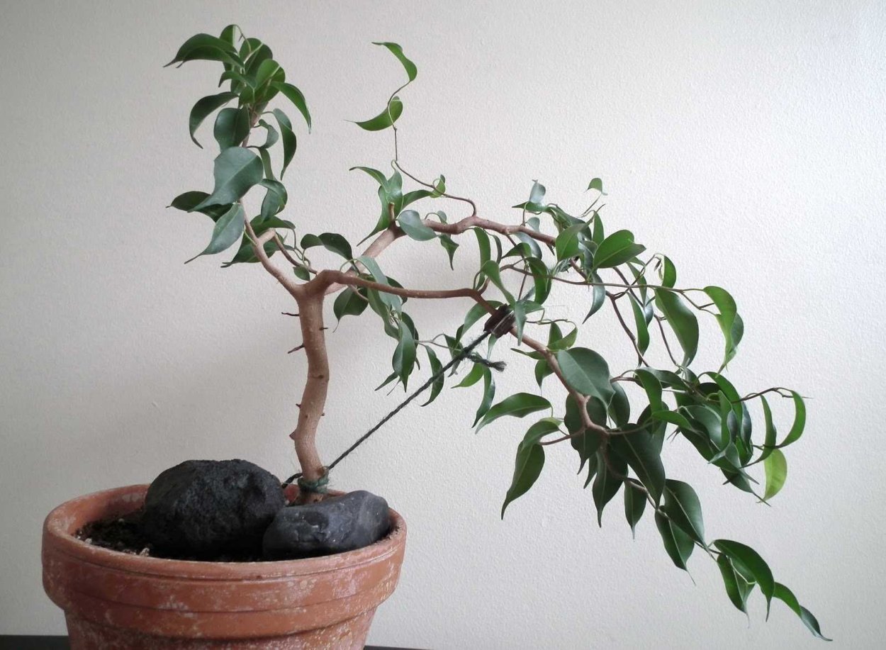 Бонсай из фикуса Бенджамина