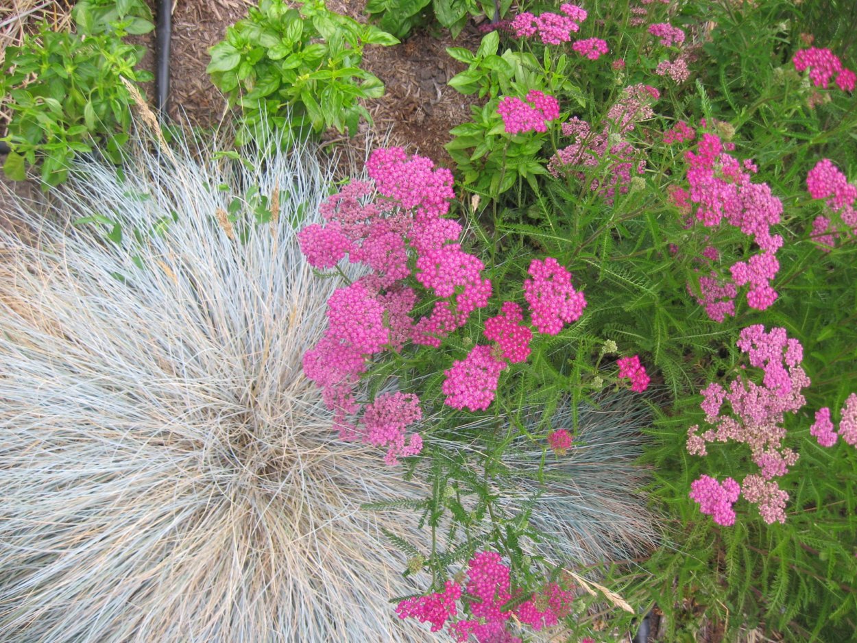 Тысячелистник овсяница