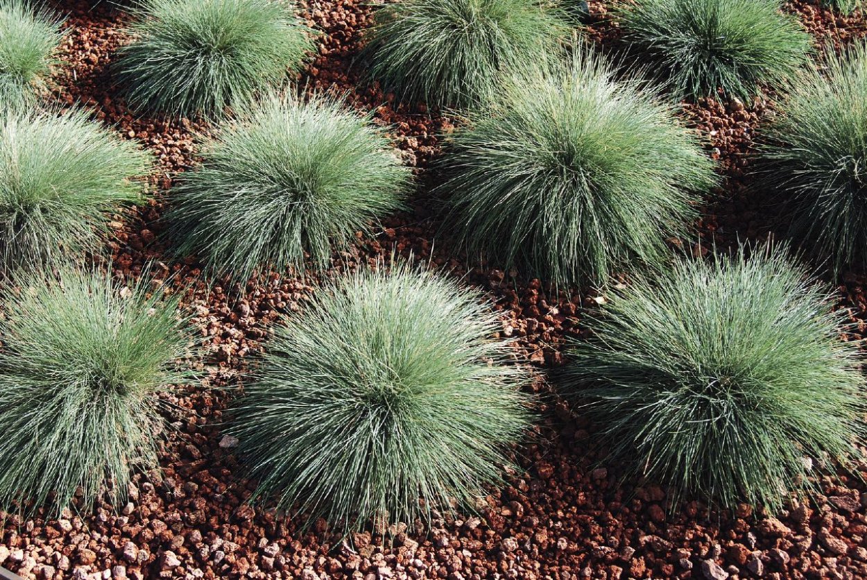 Овсяница фестука сизая