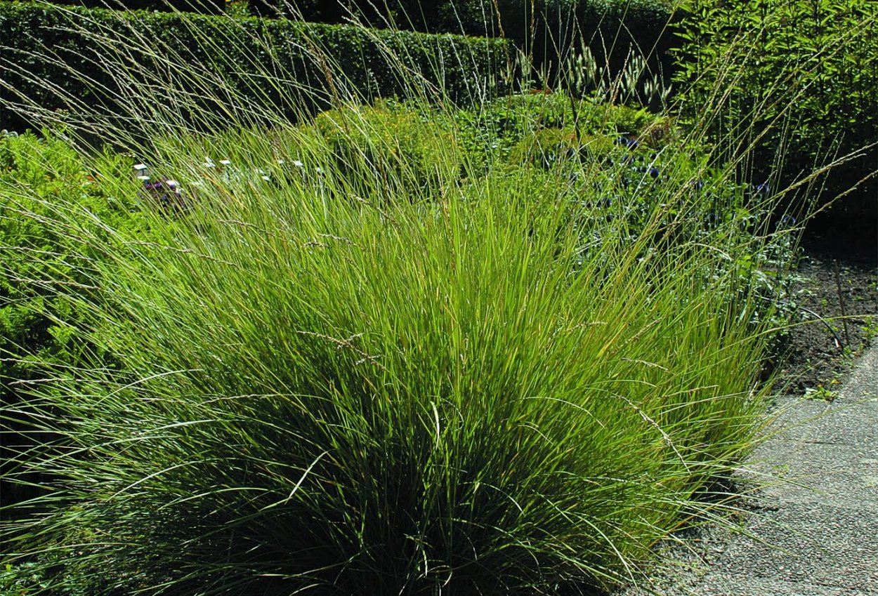 Овсяница Мэйери