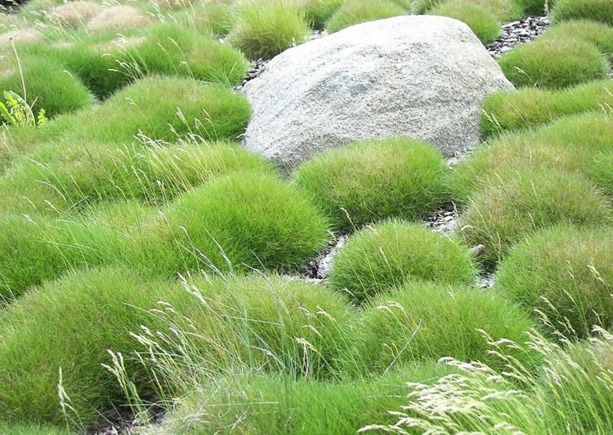 Овсяница Готье