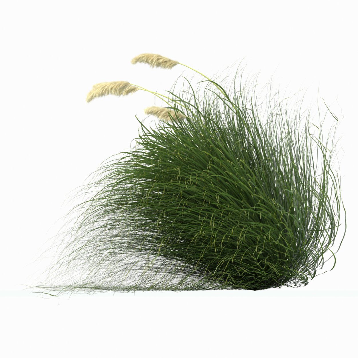 Осока дернистая