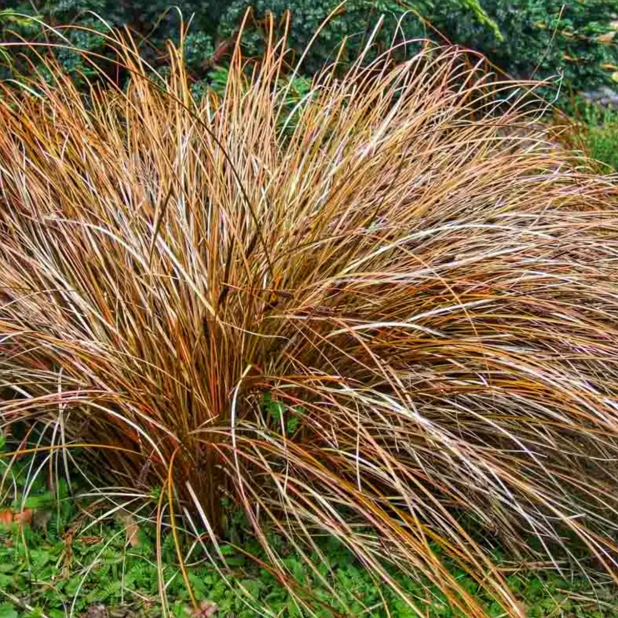 Осока власовидная Frosted Curls