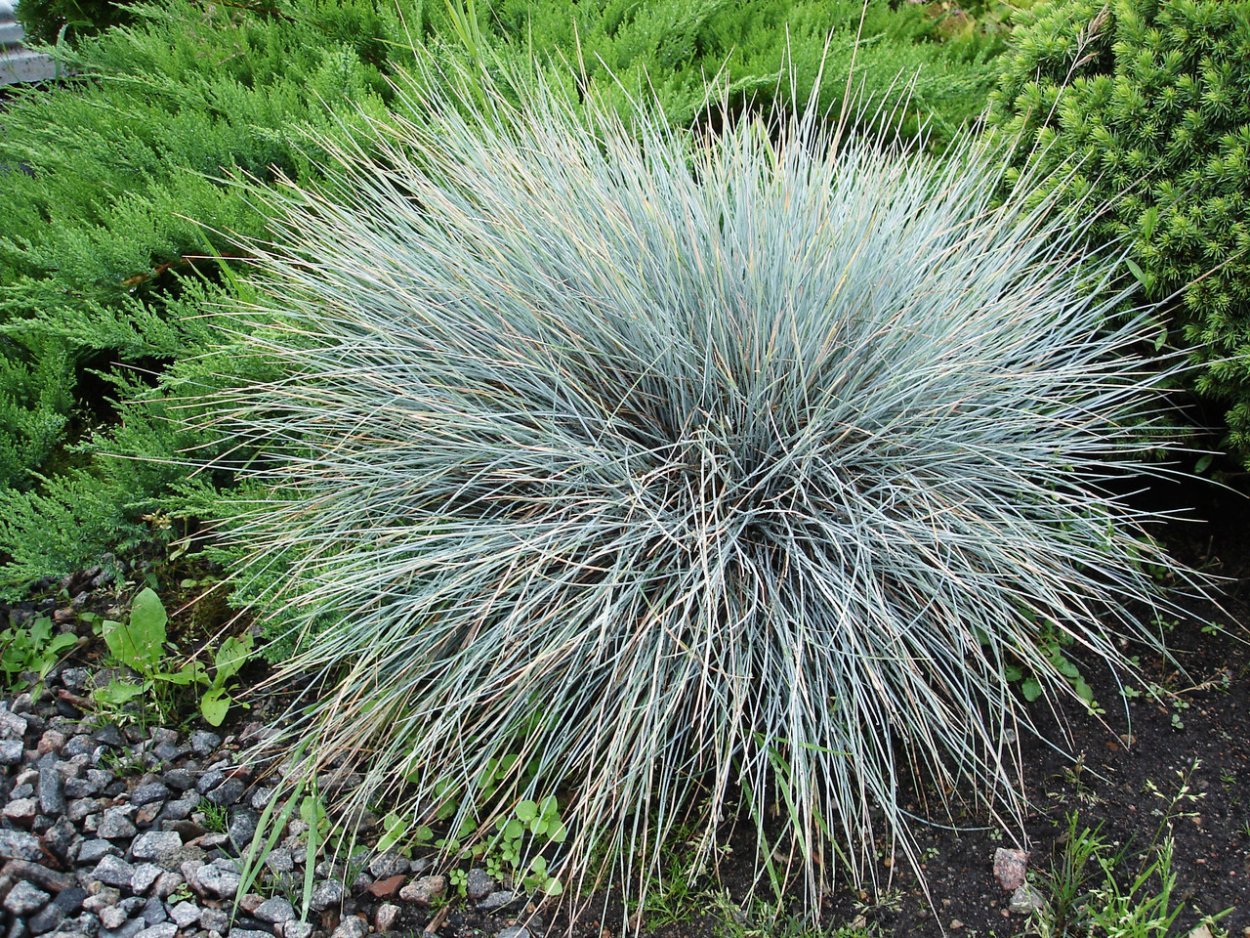 Фестука Blauglut