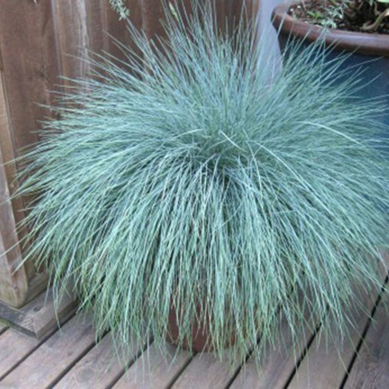 Овсяница фестука