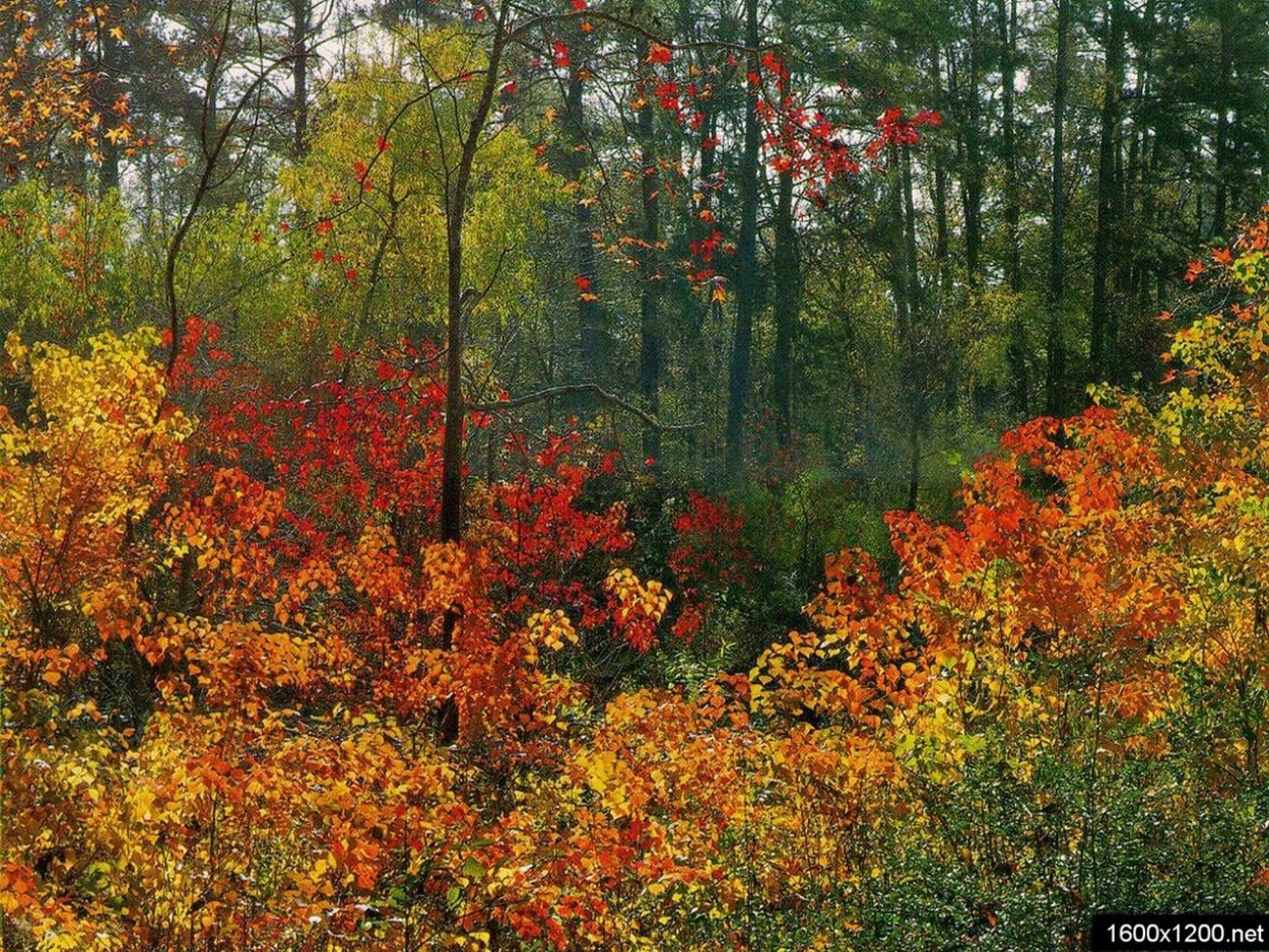 Осенние кусты в лесу
