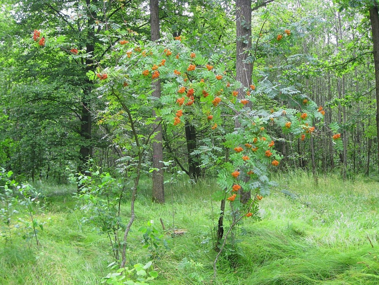 Рябина дерево в лесу