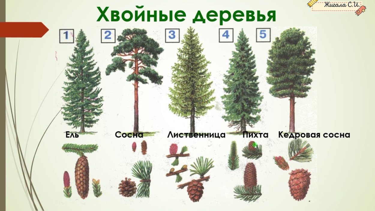 Сосна пихта ольха лиственница. Ель сосна пихта лиственница. Ель пихта сосна кедр лиственница. Кедр ель сосна лиственница. Тайга ель сосна пихта.