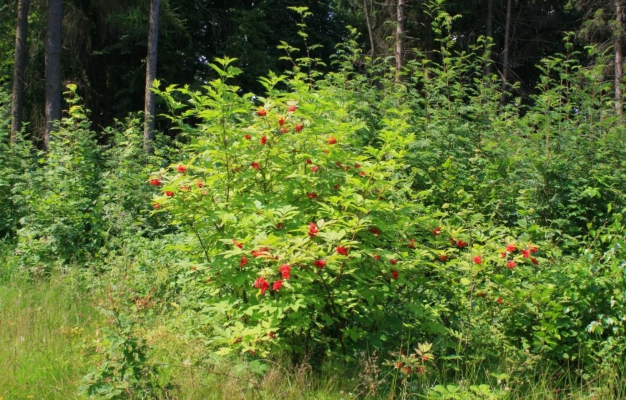 Лесной подлесок бузины