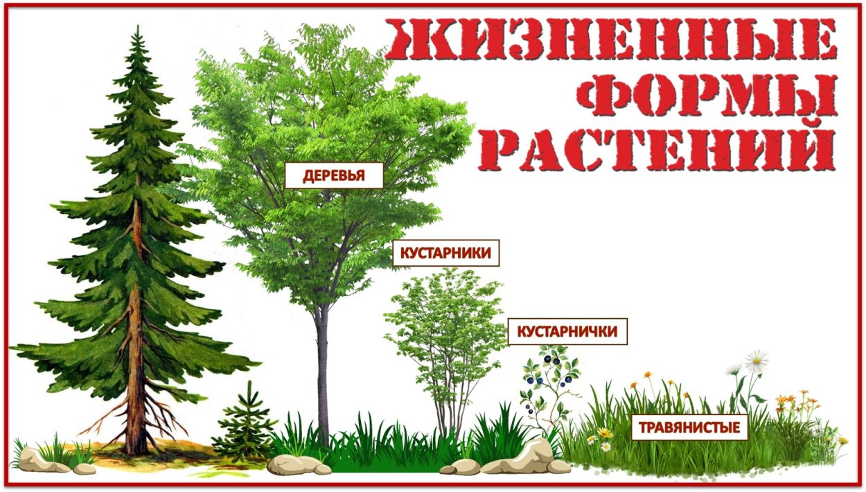 Жизненные формы растений деревья травы кустарники кустарнички
