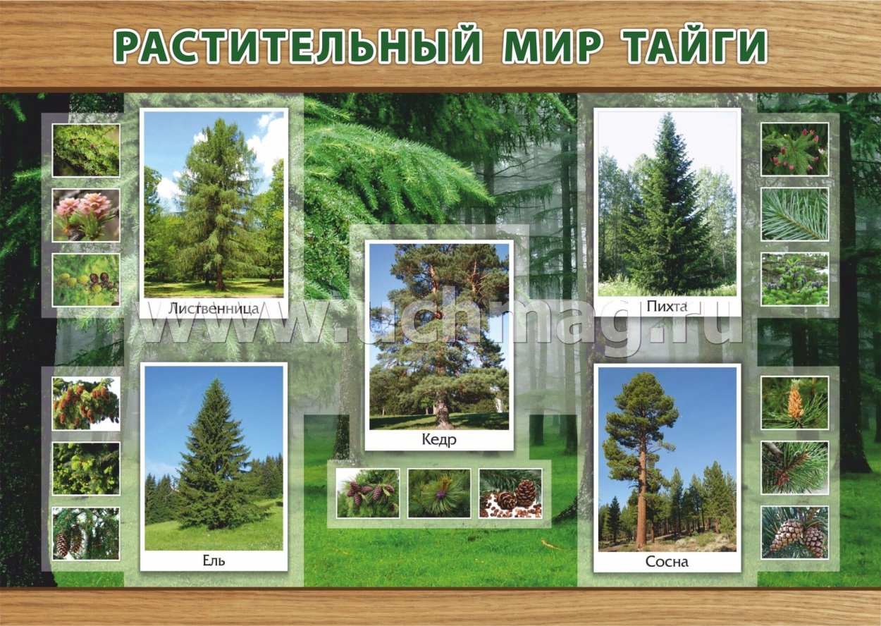 Растительность природной зоны Тайга