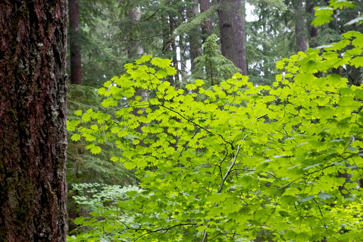Широколиственный лес кустарники