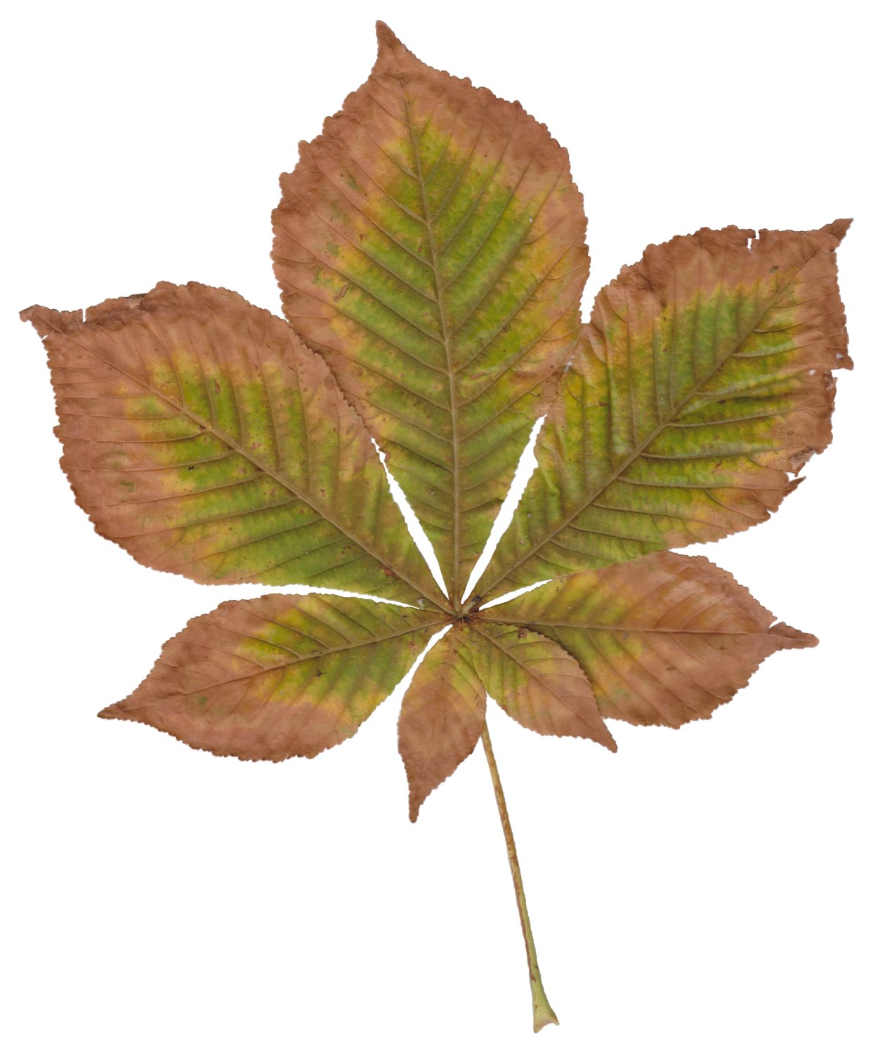 Конский каштан листья