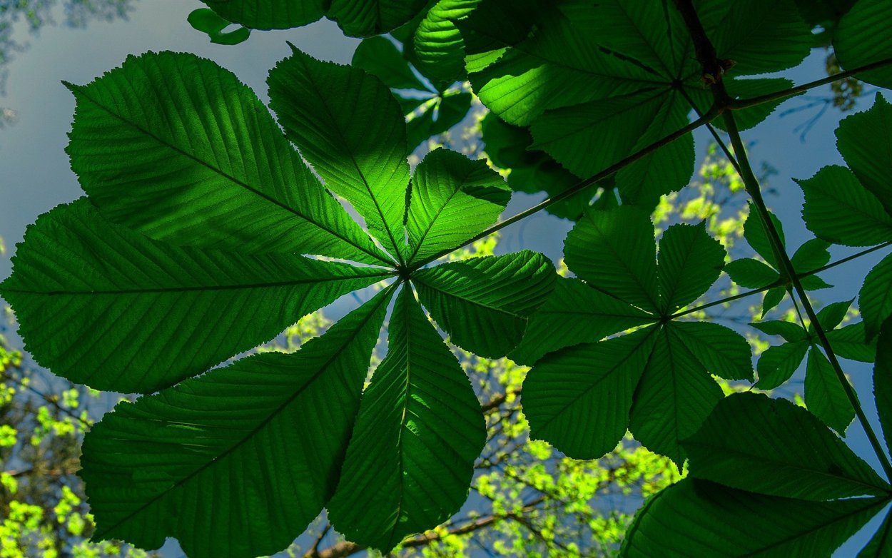 Каштан дерево листья