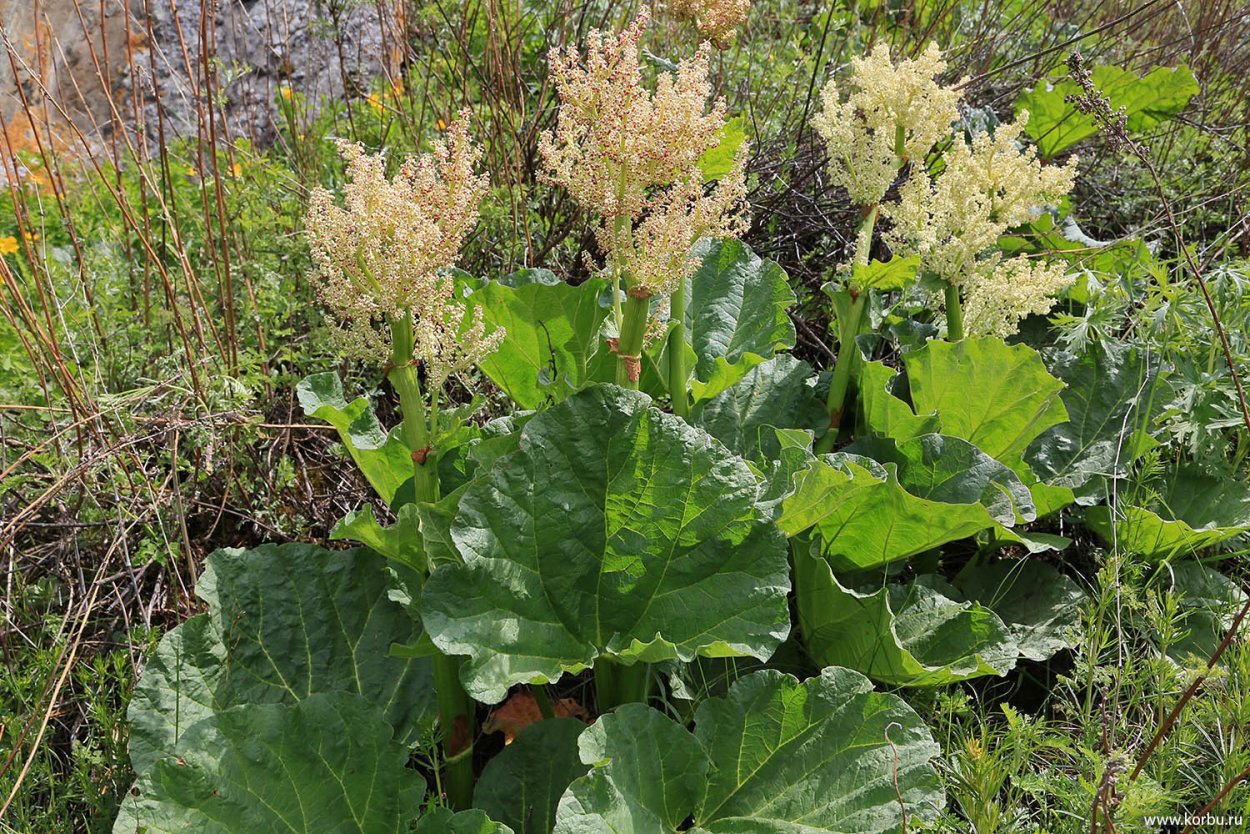 Ревень Алтайский цветение