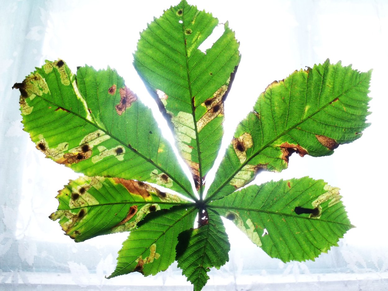 Конский каштан листья