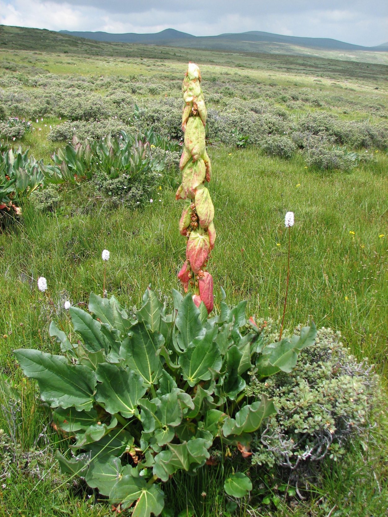 Ревень цветет