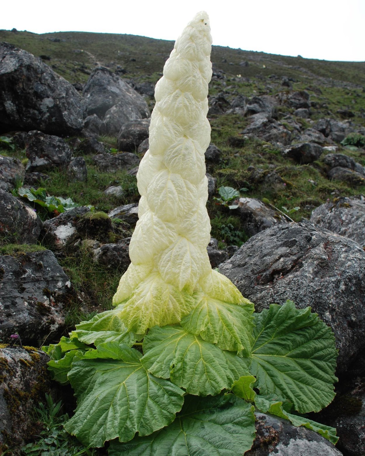 Ревень благородный ( Rheum Nobile )
