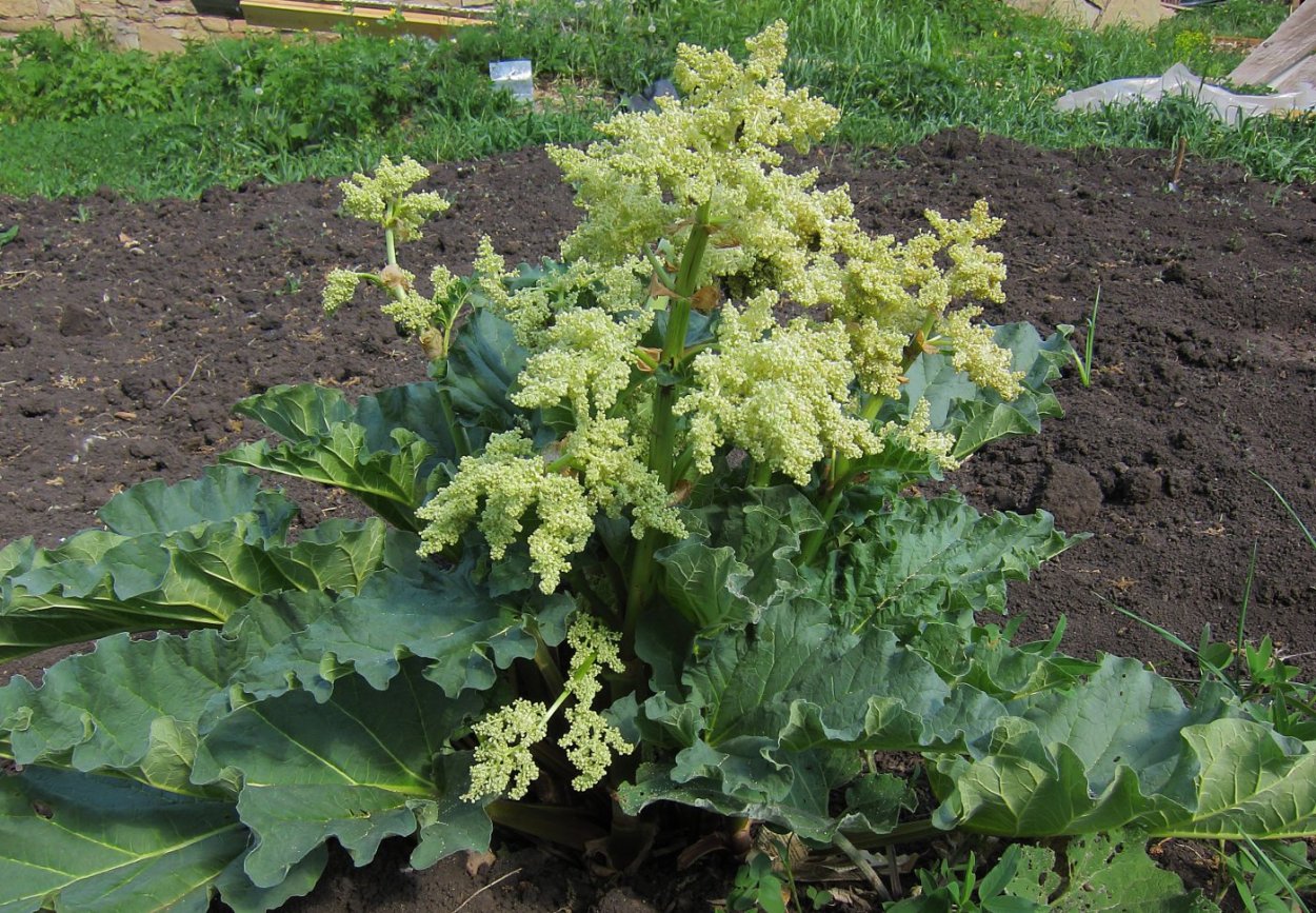 Ревень пальчатый тангутский