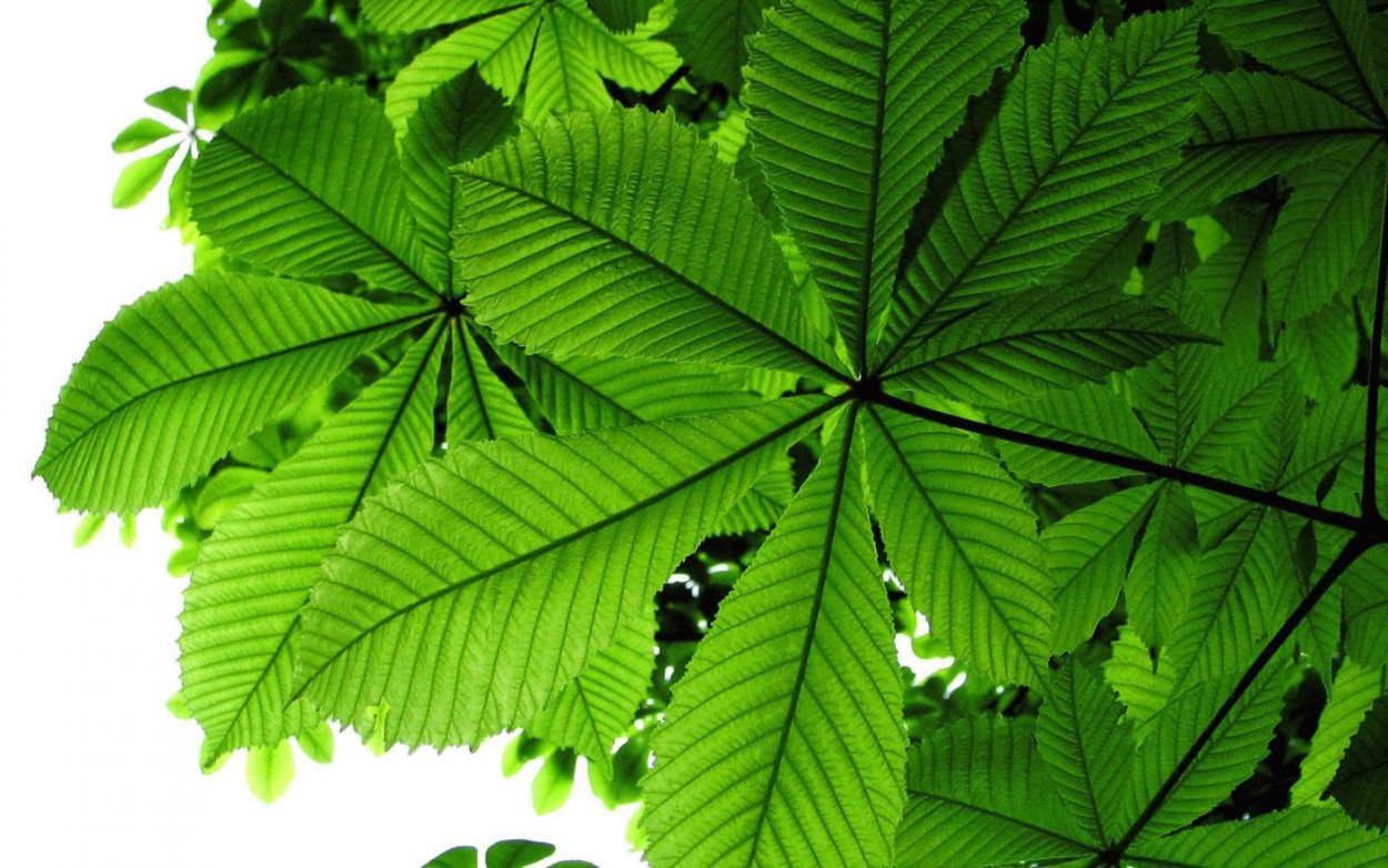 Конский каштан листья